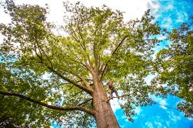 Trusted Caldwell, OH Tree Care  Experts