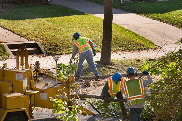 Best Fruit Tree Pruning  in Caldwell, OH