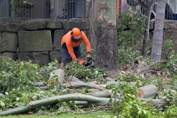 How Our Tree Care Process Works  in  Caldwell, OH