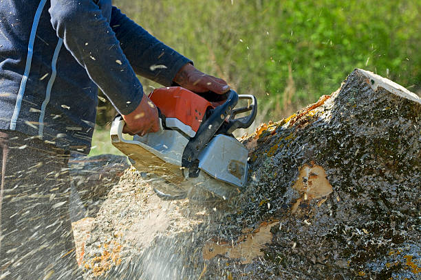 Best Tree Risk Assessment  in Caldwell, OH