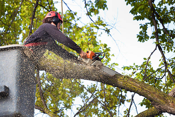 Best Seasonal Cleanup (Spring/Fall)  in Caldwell, OH